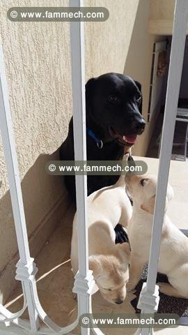 chiots labrador de race
