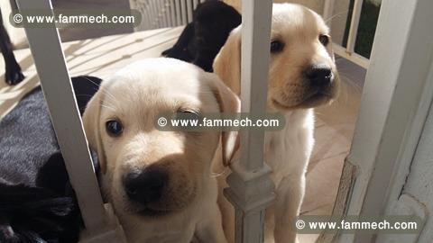 chiots labrador de race