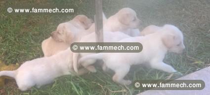 Chiots LABRADOR PURE RACE