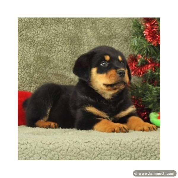 Chiots Rottweiler pour adoption gratuit.
