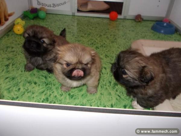 chiots stars