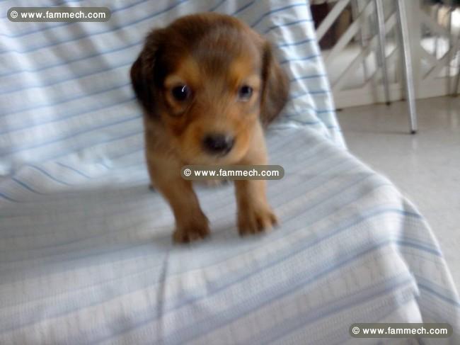 chiots teckel poils longs 