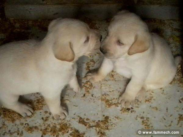 choits labrador