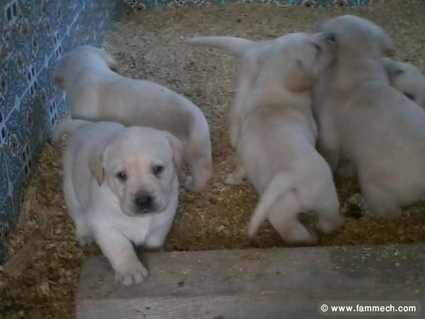 choits labrador