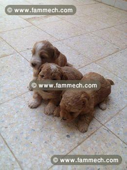 caniche female