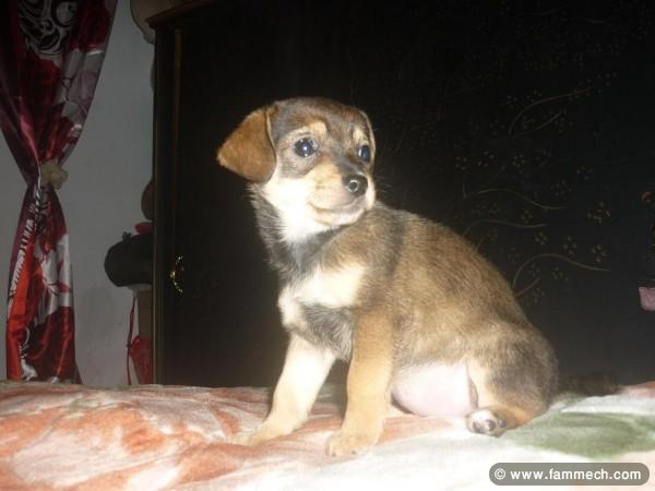 DEMI CHIHUAHUA FEMELLE 