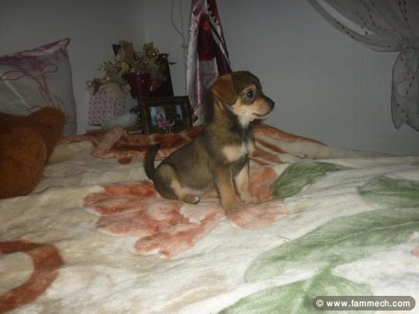 DEMI CHIHUAHUA FEMELLE 