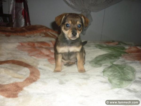 DEMI CHIHUAHUA FEMELLE 