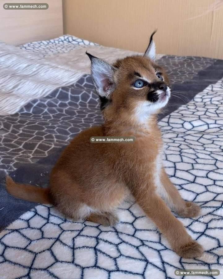 des chatons caracal  , Serval et savannah F1 dispo