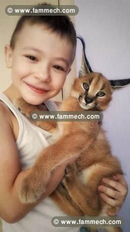 des chatons caracal  , Serval et savannah F1 dispo