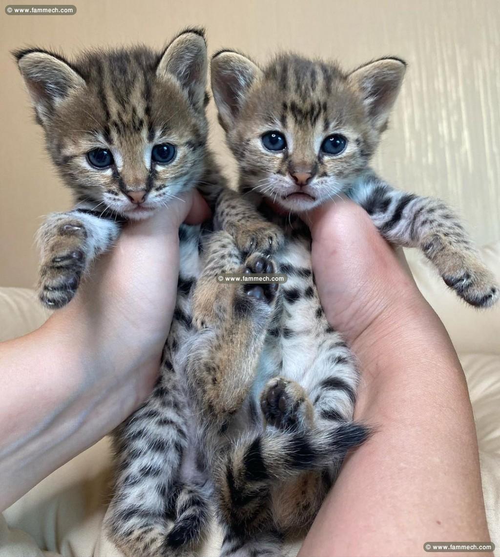 des chatons caracal  , Serval et savannah F1 dispo