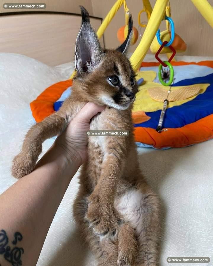 des chatons caracal  , Serval et savannah F1 dispo