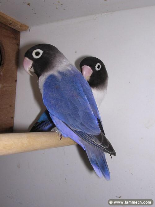des inseparable