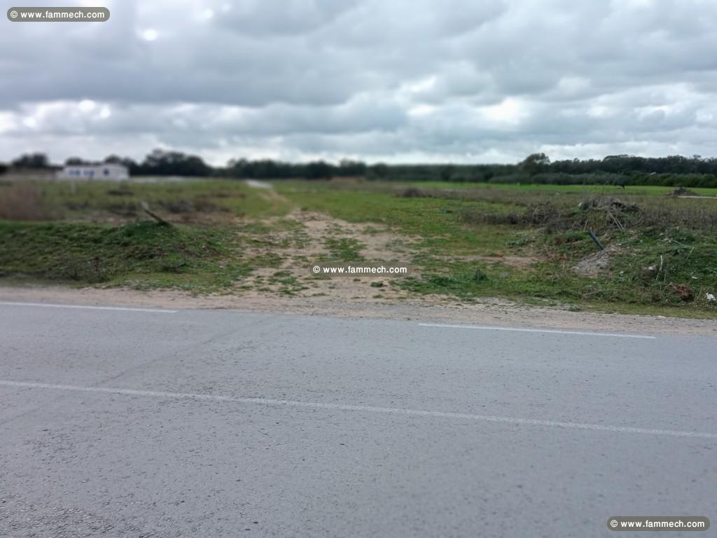 des lots de terrains a vendre à kelibia-kerkouane