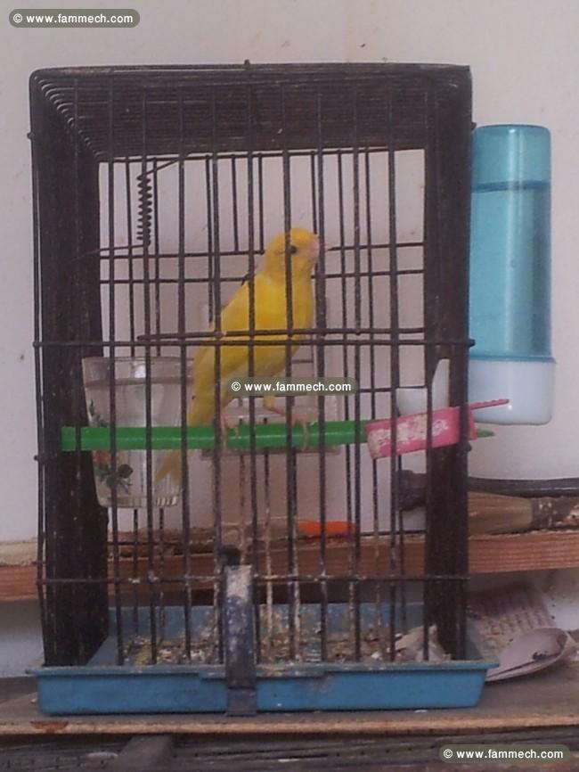 des mals et femelles canaris de 5 mois