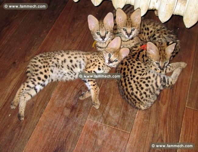 Des savannah f1 et Serval Disponible 