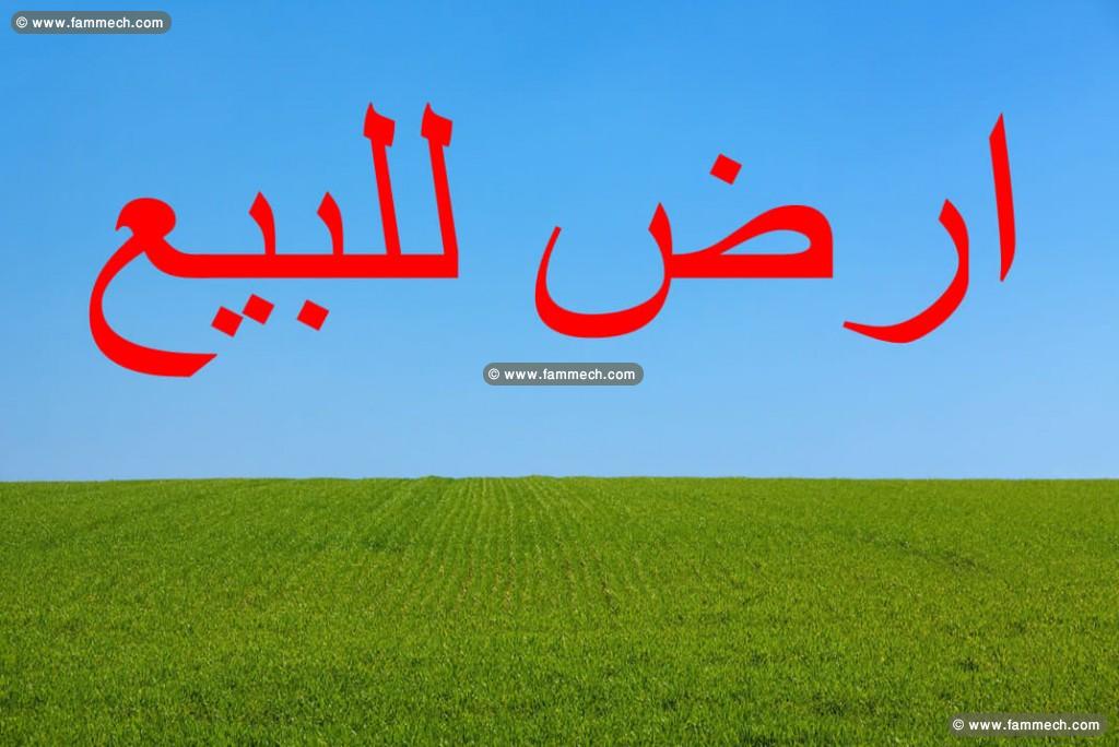 des trrains a dar aallouche_kélibia a vendre 