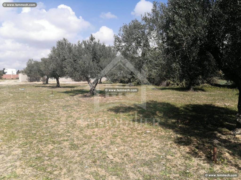 DEUX LOTS de terrain à MREZGA 51500503