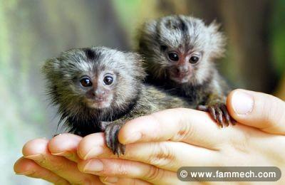 Deux ouistitis pour adoption ($550)