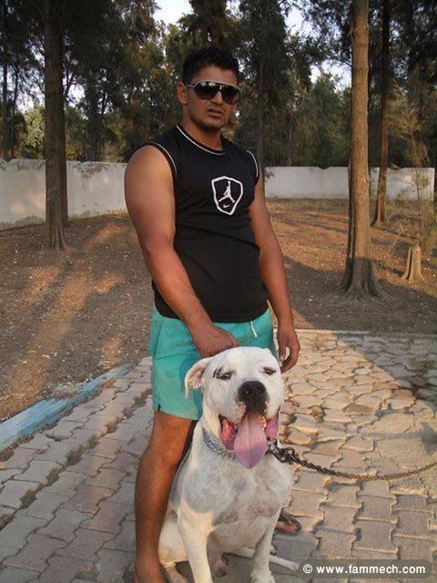 dogue argentin a vendre