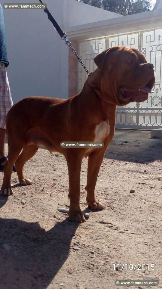 Dogue de Bordeaux