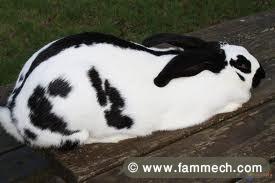 elevage lapin