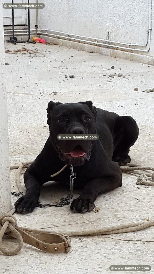 femelle cane corso