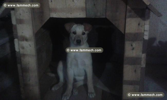 femelle labrador sable