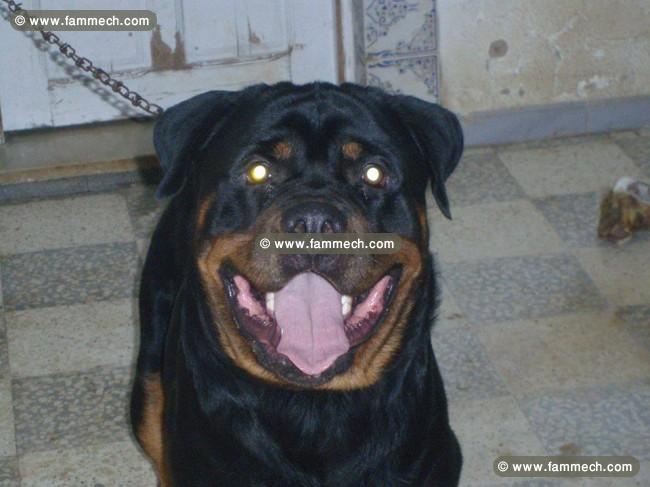 femelle rottweiler age 3 mois 