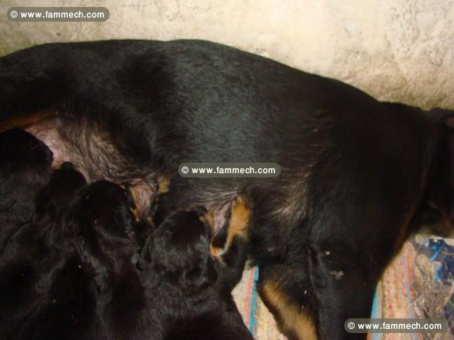 femelle rottweiler age 3 mois 