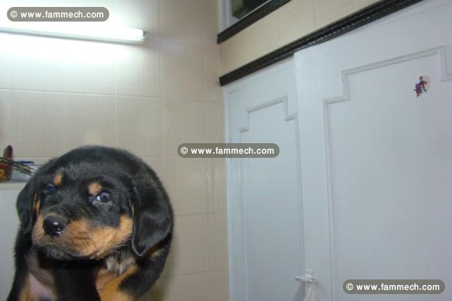 femelle rottweiler age 3 mois 