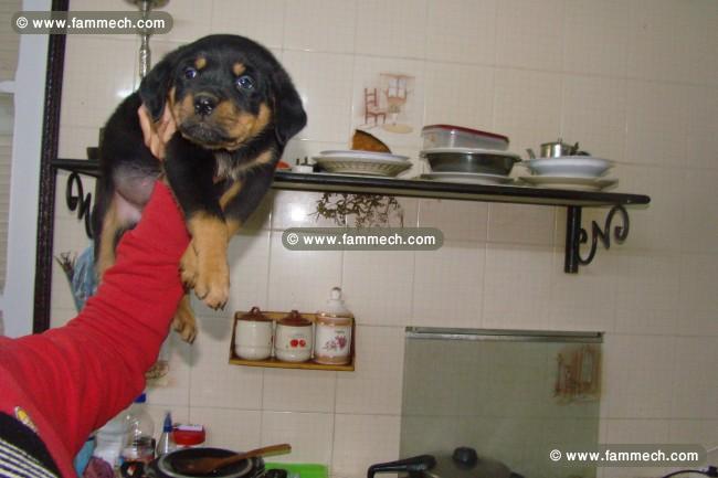 femelle rottweiler age 3 mois 