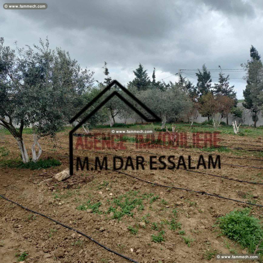 ferme à el haouaria