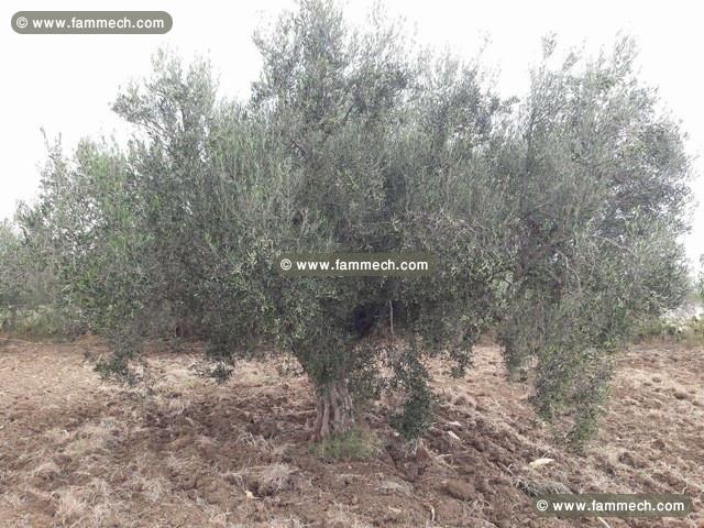 Ferme Adam AV775 Hammamet Sud 