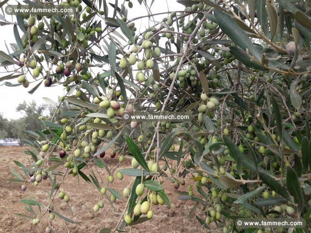 Ferme Adam ref AV775  Hammamet 