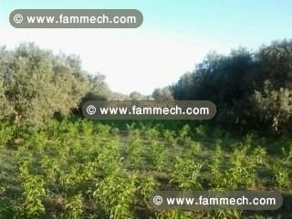 Ferme Adam ref AV775 Hammamet sud 