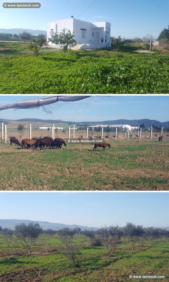 Ferme avec magnifique villa 