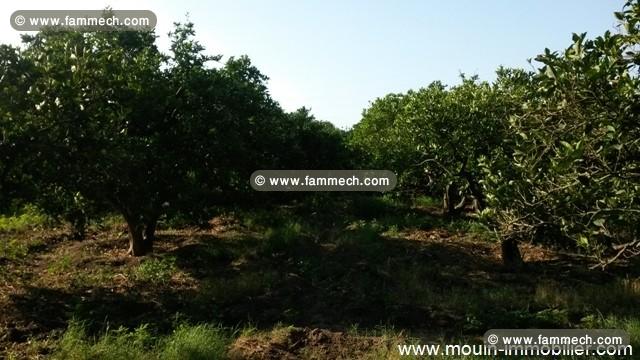 Ferme Batrou ref T336 Grombelia