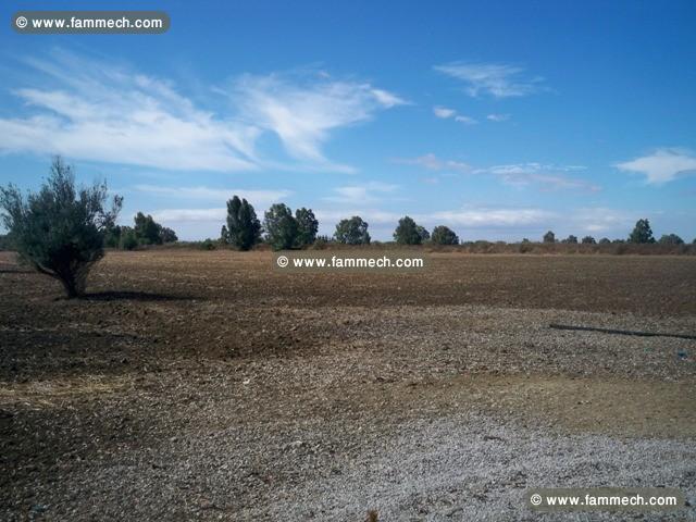 Ferme Bejaoua ref T549 Manouba 