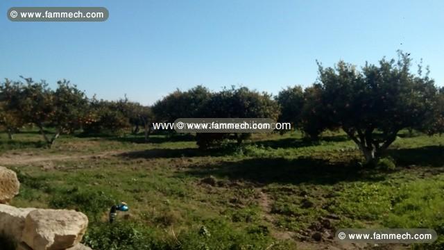 Ferme Bou Argoub ref T573 Nabeul 