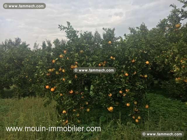 FERME GOBBA Menzel Temim, Nabeul T428