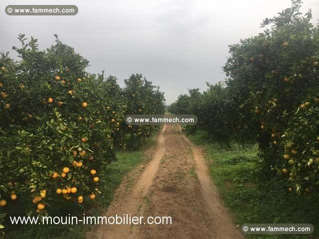 FERME GOBBA Menzel Temim, Nabeul T428