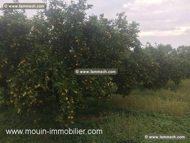 FERME GOBBA Menzel Temim, Nabeul T428