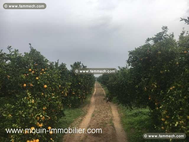 FERME GOBBA Menzel Temim, Nabeul T428