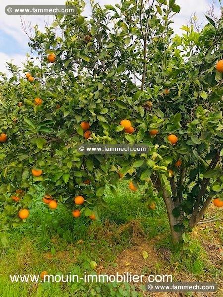 FERME HAOUARIA Nabeul T1104