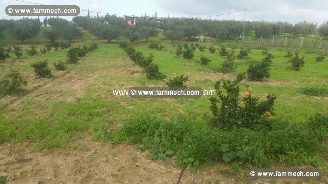 Ferme La Colombe ref T465 Morneg