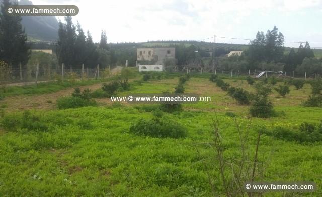 Ferme La Colombe ref T465 Morneg