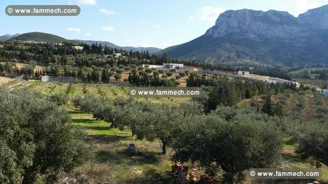 Ferme La Colombe T465 Mornag 