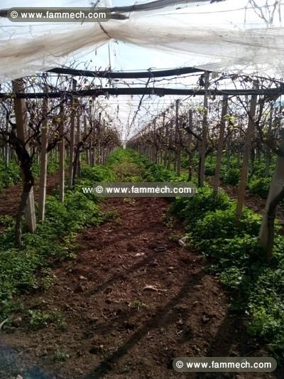 Ferme La Vigne T686