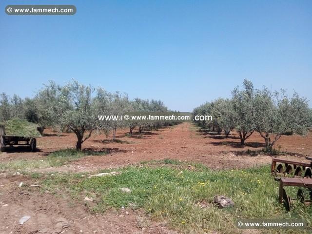 Ferme Les Oliviers ref T627 Manouba 